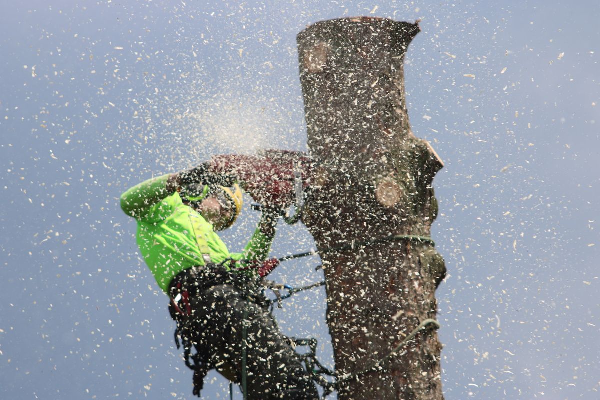 Arborist turvavarustuses puu hooldustöödel – illustratiivne foto